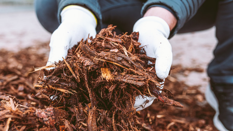 Gardener scooping mulch made of shredded bark