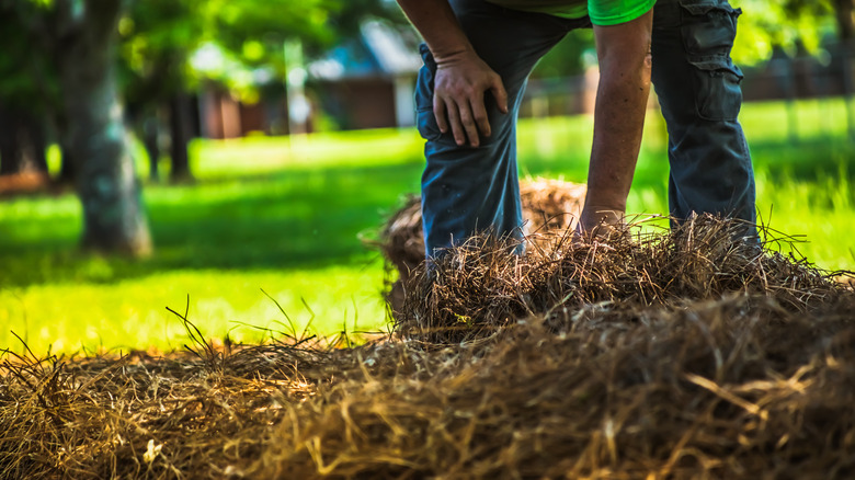 A person mulches a garden bed with pine needles.