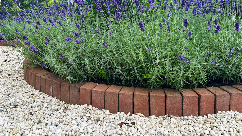 A weed-free gravel garden and a garden bed full of lavender