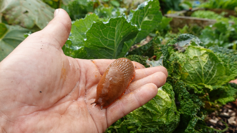Gardener holding a slug in their hand with leafy greens growing in the background