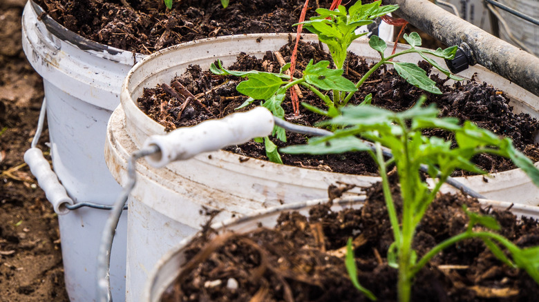 close up of young tomato plants in buckets