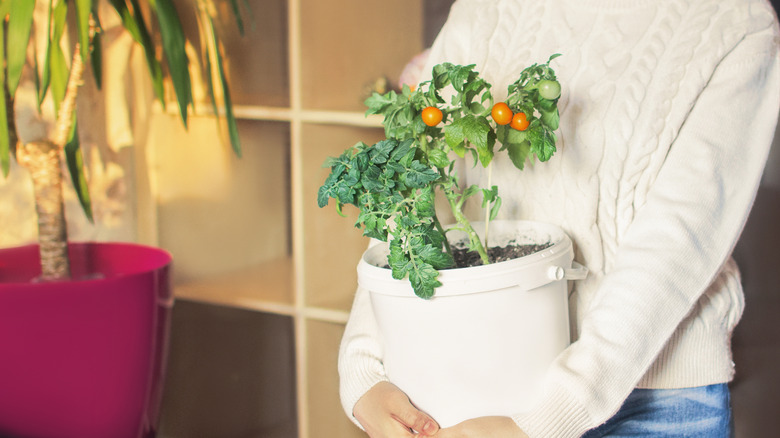 woman holding her tomato plant bucket