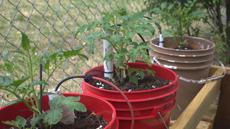 tomatoes growing in 5 gallon buckets