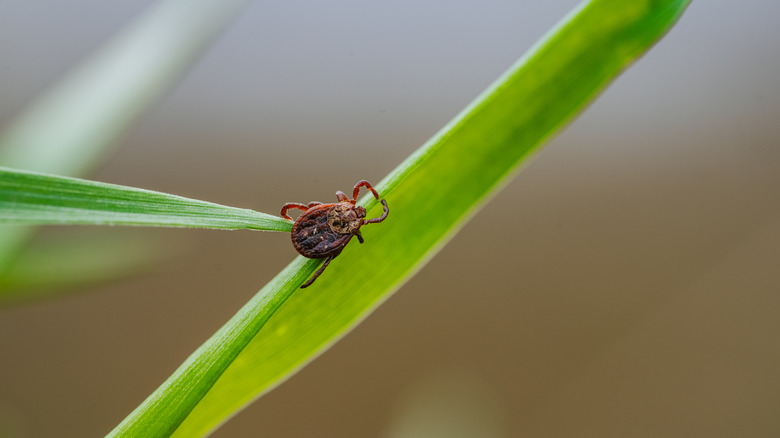 A tick on a blade of grass