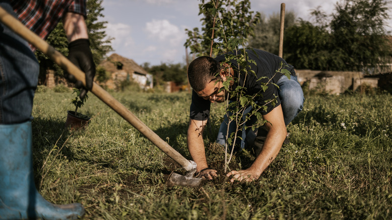Two people planting a tree