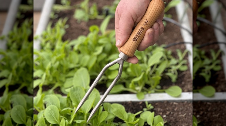 Hand holding the two-tined Sneeboer garden fork, with greens in garden bed in background.