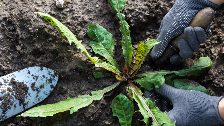 Person removes a large green weed from the dirt with a European garden fork.