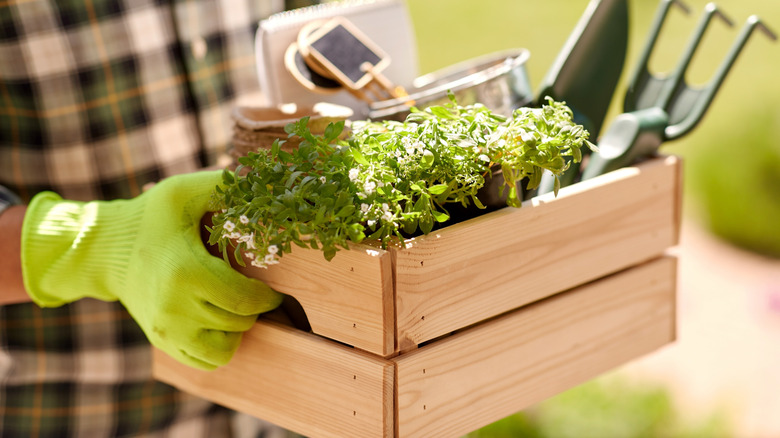 A gardener carrying a box full of tools out to the yard