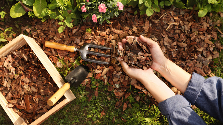 Woman mulching soil with bark chips in garden