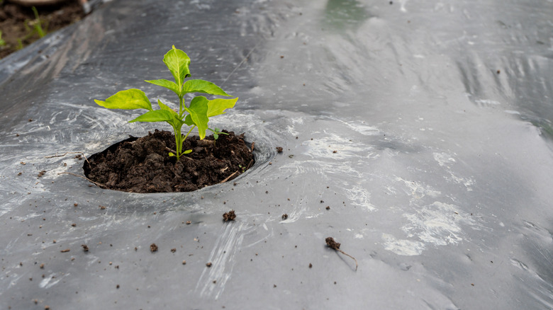 Seedling growing in a garden bed with black plastic mulch