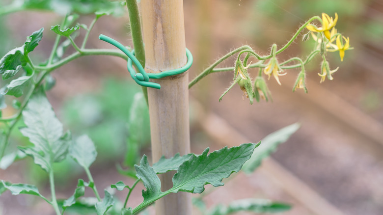 Tomato plant attached to bamboo stake