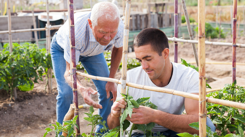 Gardeners attaching tomato plants to bamboo trellis