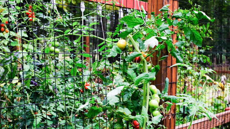 Tomatoes growing on a fence