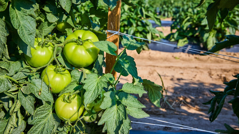 Tomatoes growing on Florida weave trellis