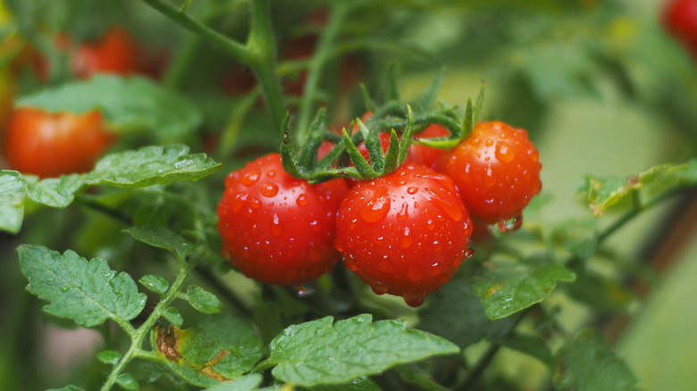 Ripe red tomatoes on the vine covered with water droplets