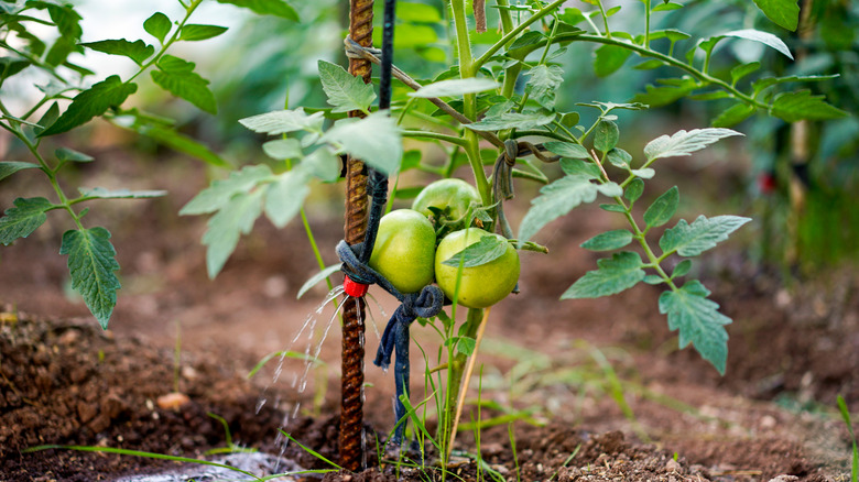 A rebar stake supports a tomato plant