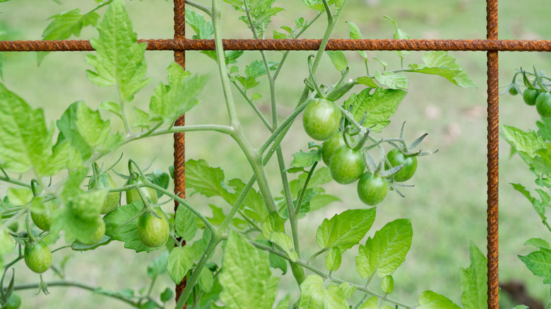 Tomato plants growing on metal trellis