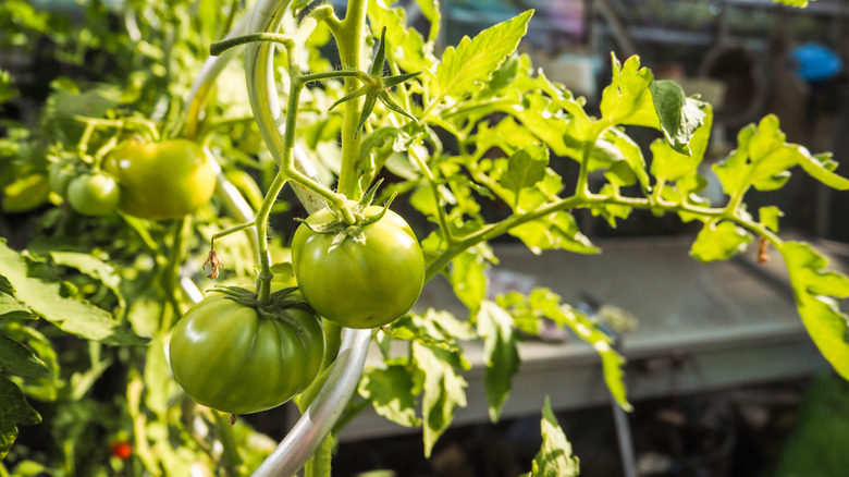 Tomato plant supported by a spiral metal stake