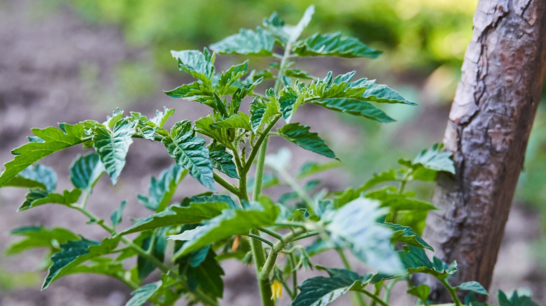 Stick used for a tomato stake