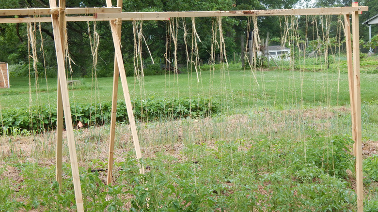 Tomatoes grow on a string trellis