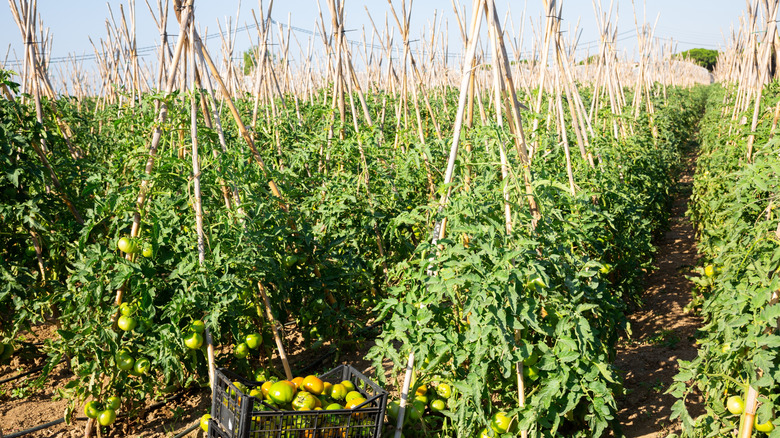 Tomatoes growing on teepee trellises