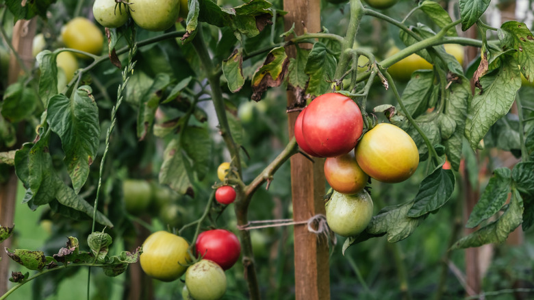 Tomato plant supported by wooden stake