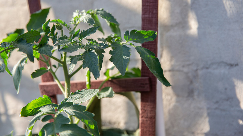 A tomato plant grows on a wooden trellis