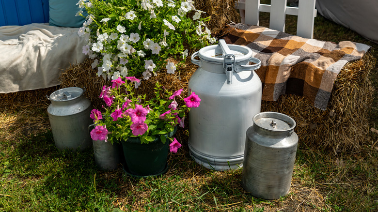 Metal milk jugs standing alongside flowers in a yard
