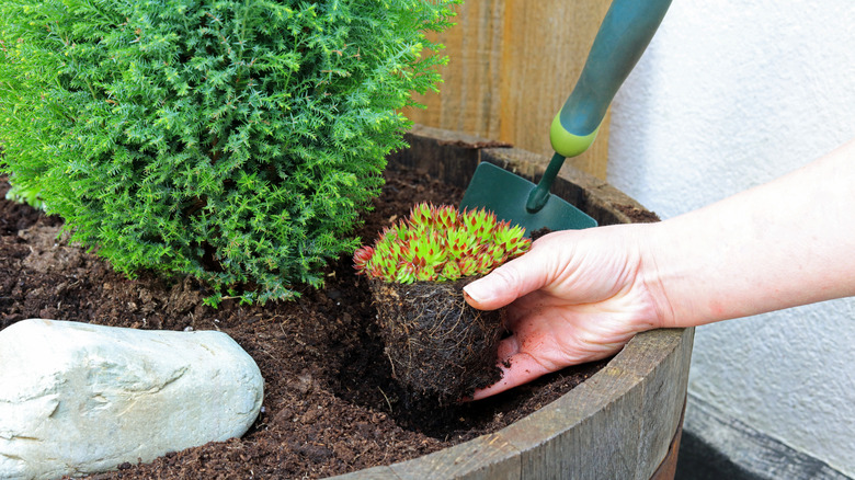 A gardener plants a succulent into a half wine barrel planter using a small hand trowel.