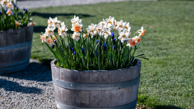 Two half wine barrel planters filled with daffodils and grape hyacinth sit on the edge of a gravel path next to a lawn.