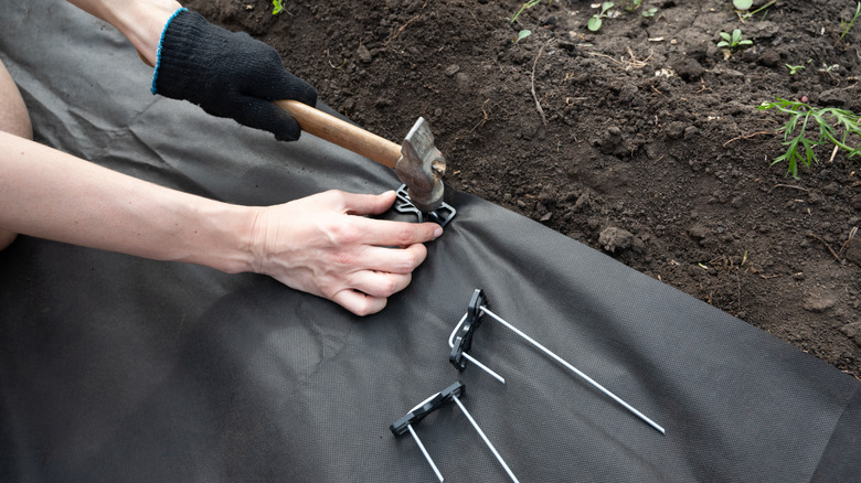 Person's hands staking down black landscaping fabric on top of dark soil