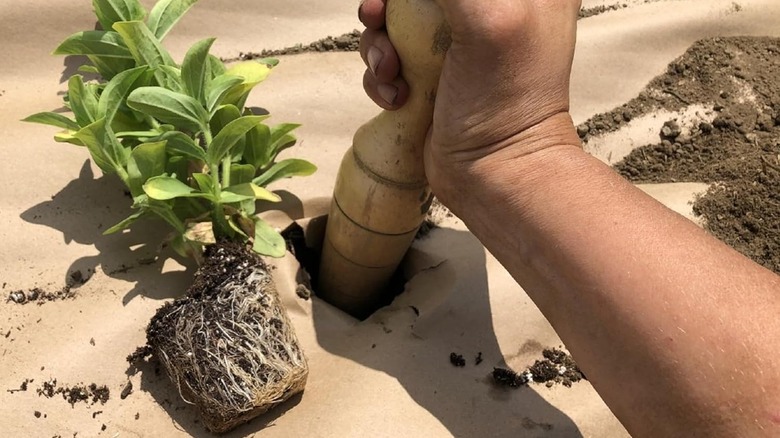 you can punch through paper mulch fabric with almost any tool, such as a bulb planter