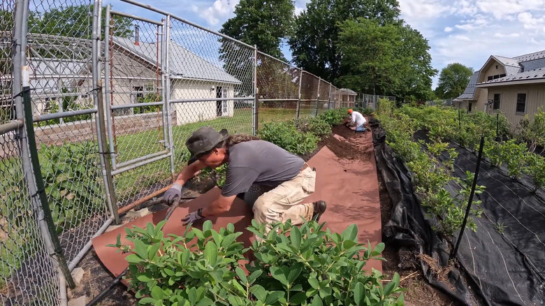 a homeowner uses paper mulch to block weeds in the paths of a vegetable garden