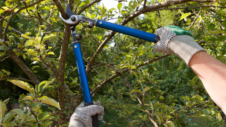 Person pruning tree with shears