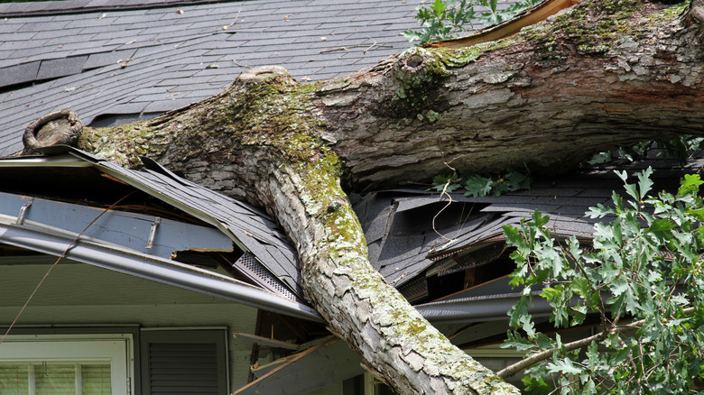 Branch fallen on roof