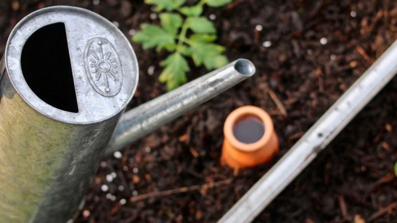 Having been filled from a watering can above it, an olla sits in a mulched raised garden bed.