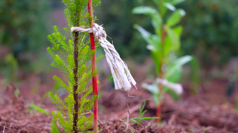 small plant with red support