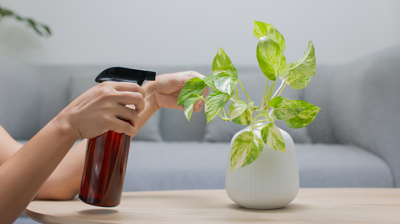 Person spraying pothos plant