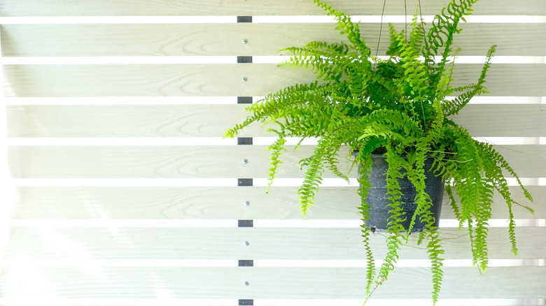 Green fern in hanging basket