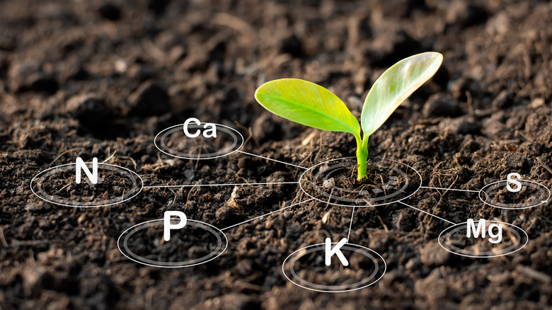 Seedling growing in dark soil