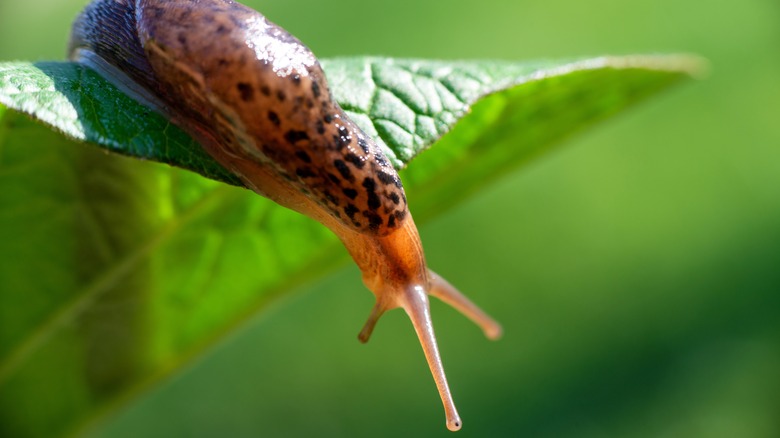 Slug on green leaf