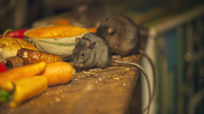 topi che mangiano cibo sui banconi