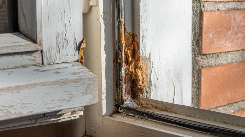 rotting wood around window
