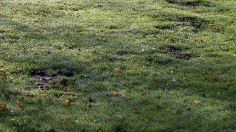 Yard with bumps and uneven soil