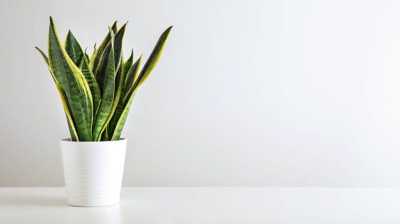 green and yellow snake plant