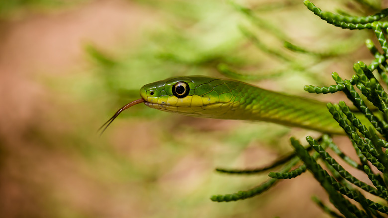 Snake poking out of plants