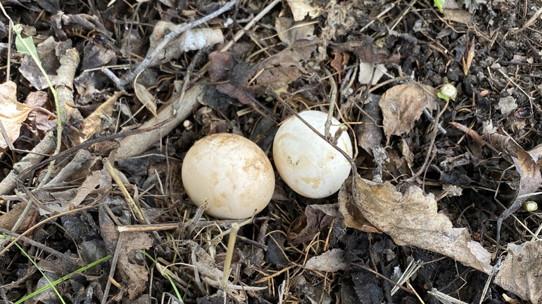 View of two white eggs on the ground surrounded by twigs, dead leaves, and debris