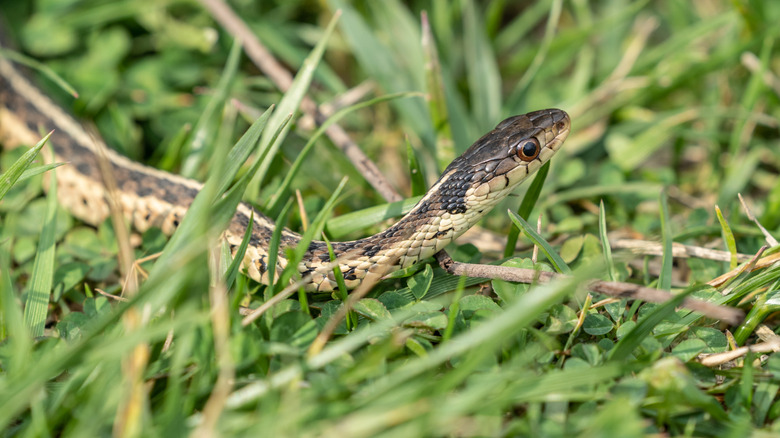 Garter snake passing through a grassy lawn
