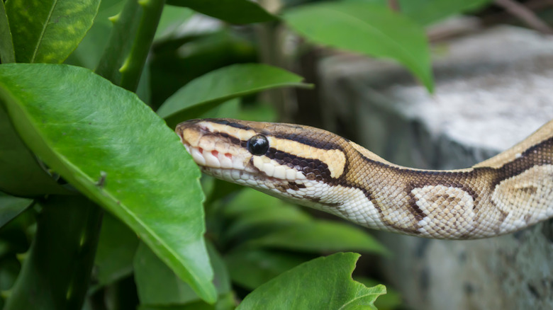 Snake in yard