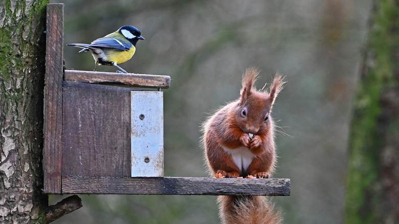 A squirrel, a bird and a feeder